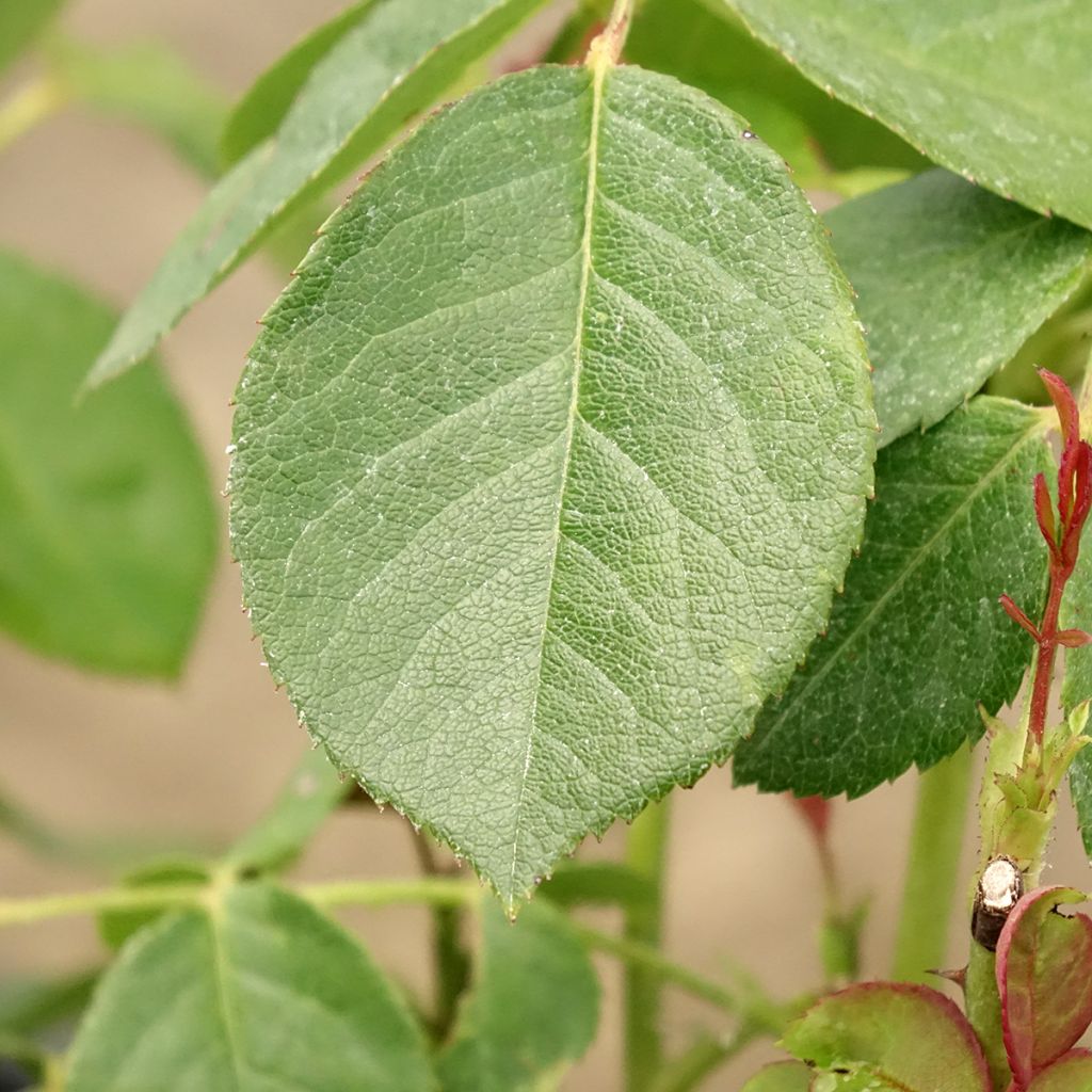 Roseira floribunda Love letter
