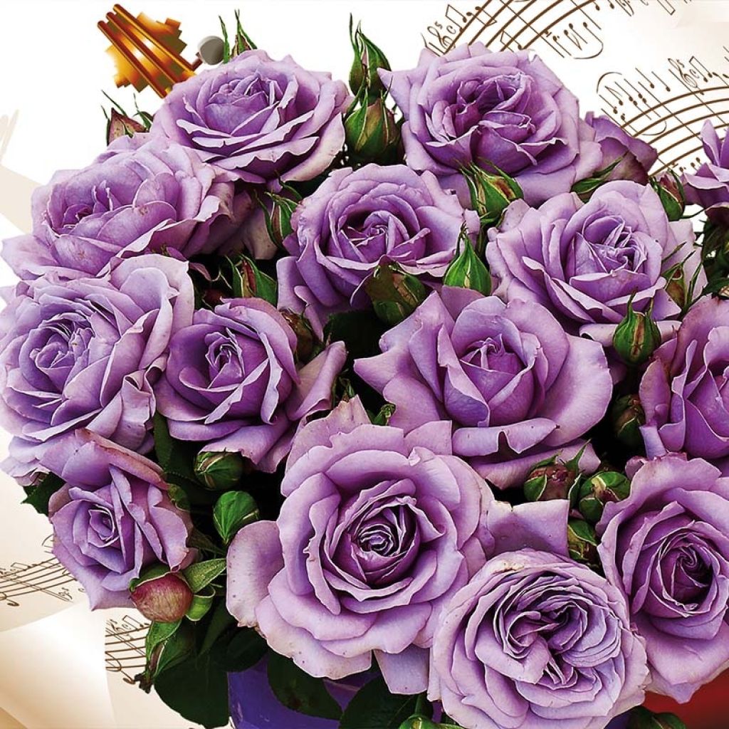 Roseira floribunda Love Song