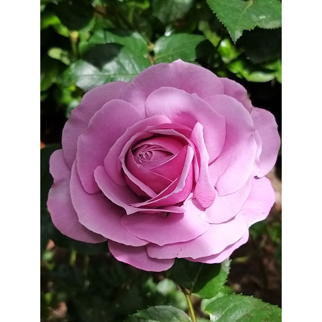 Roseira floribunda Love Song