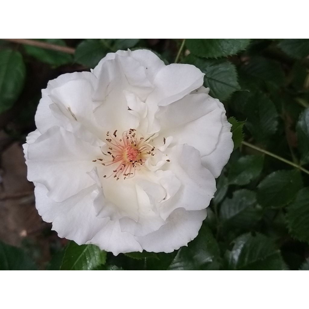 Roseira floribunda Margaret Merril