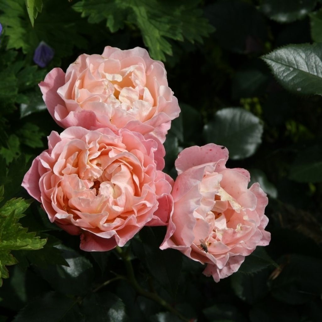 Roseira floribunda Marie Curie