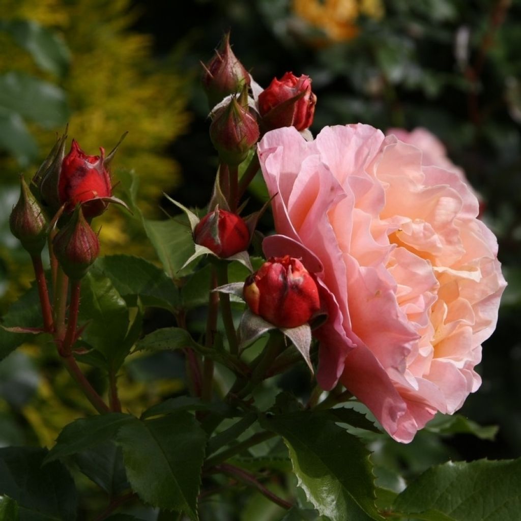 Roseira floribunda Marie Curie