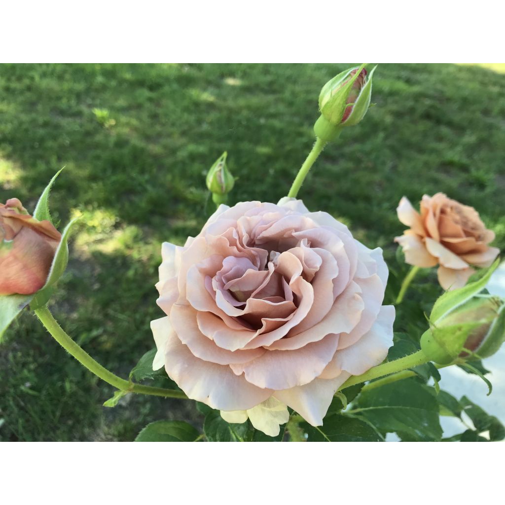 Roseira floribunda Mokarosa