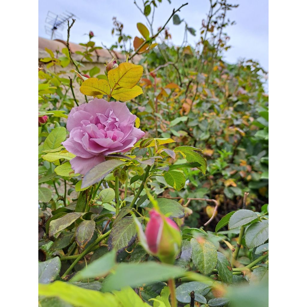 Roseira floribunda Novalis
