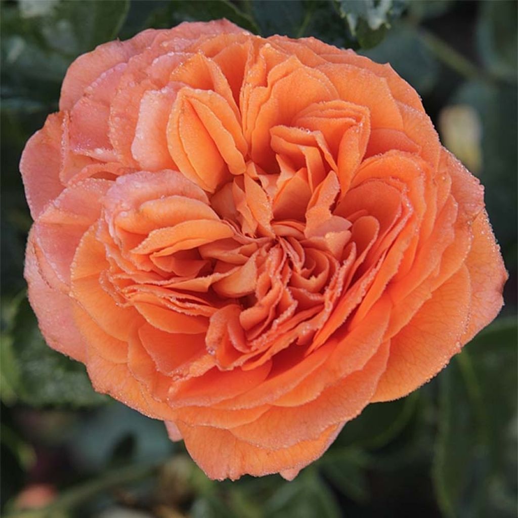 Roseira floribunda Orangerie