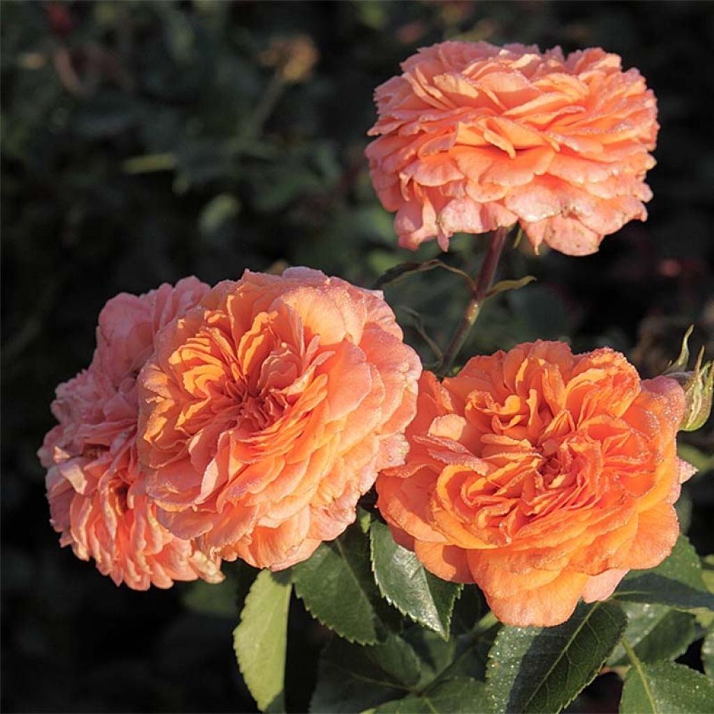Roseira floribunda Orangerie