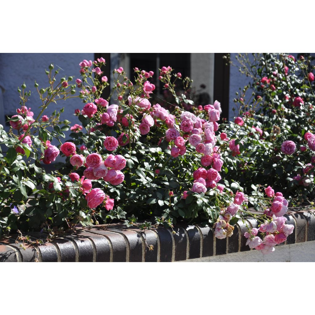 Roseira floribunda Pomponella