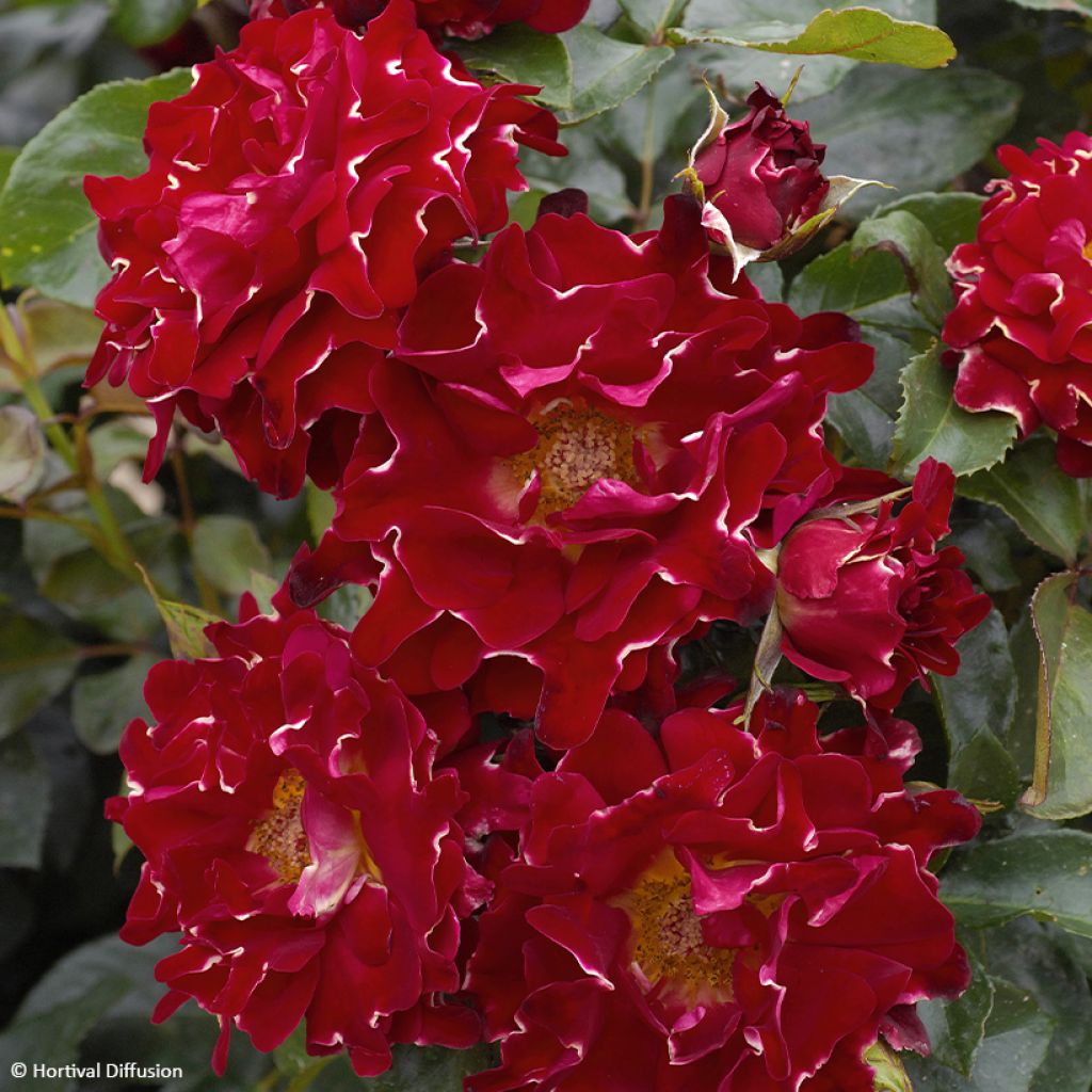 Roseira floribunda Red Lady Ruffles