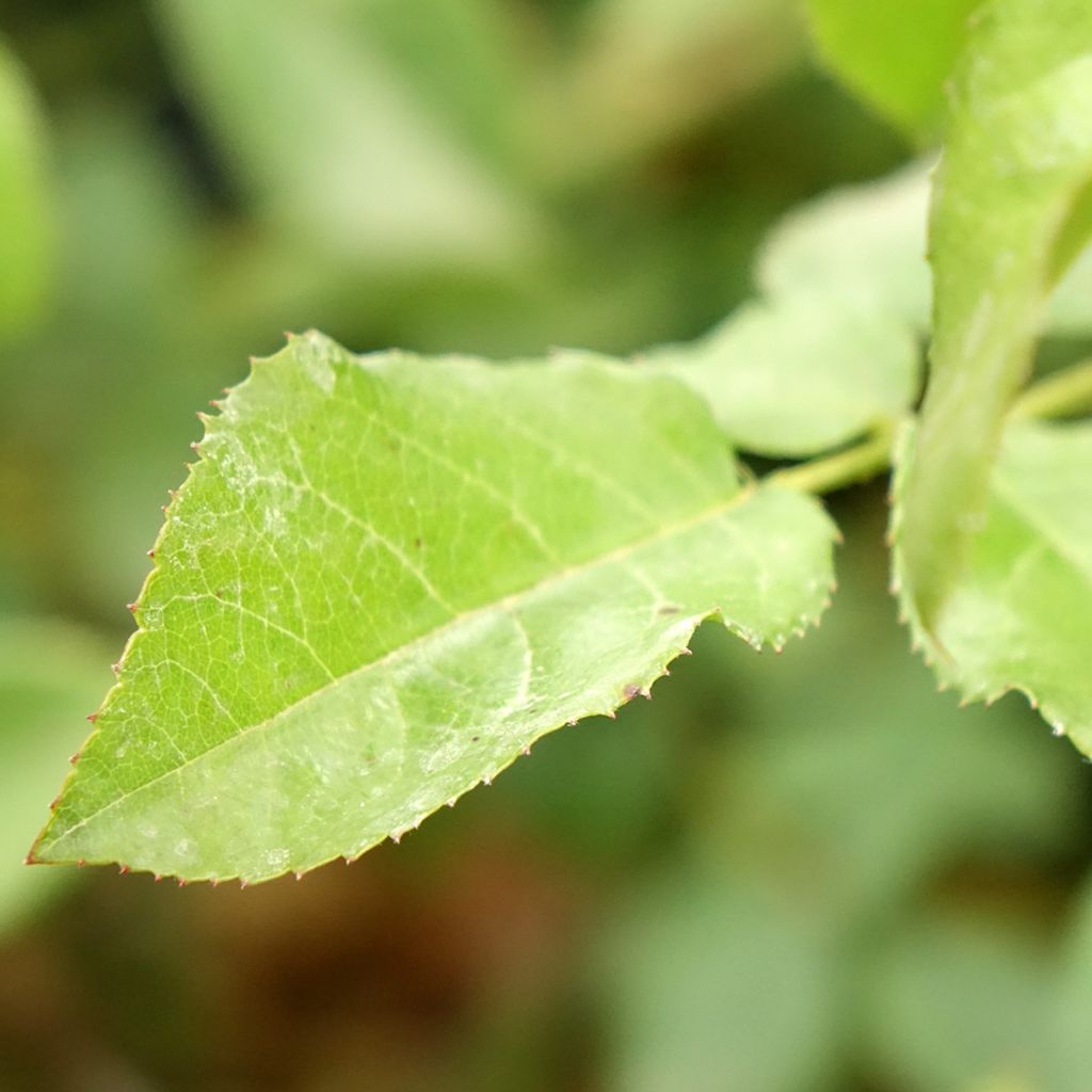 Roseira floribunda Rose de la Petite Chabotte
