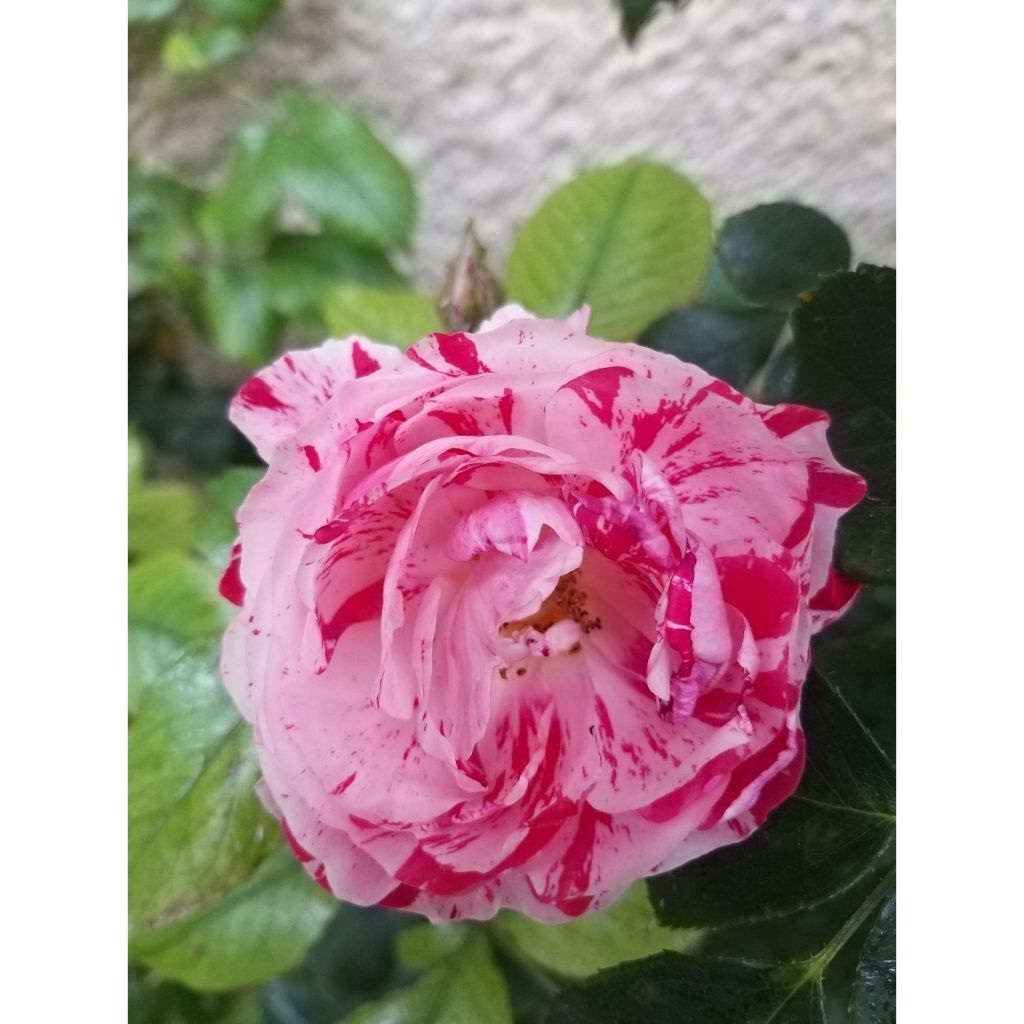 Roseira floribunda Scentimental