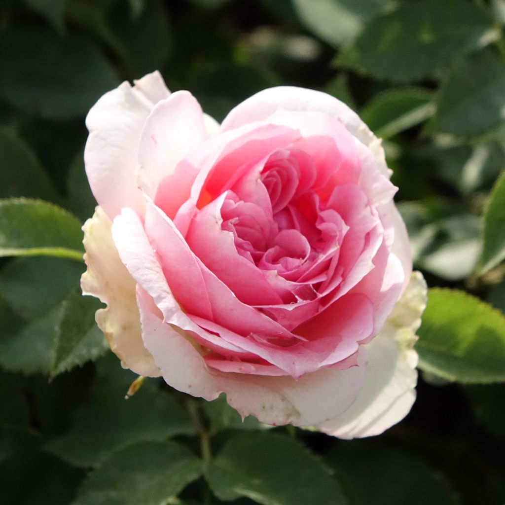 Roseira floribunda Sophia Romantica