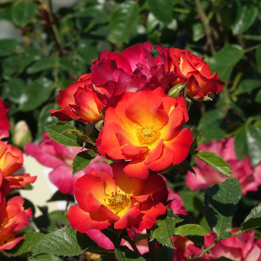 Roseira floribunda Summer of Love