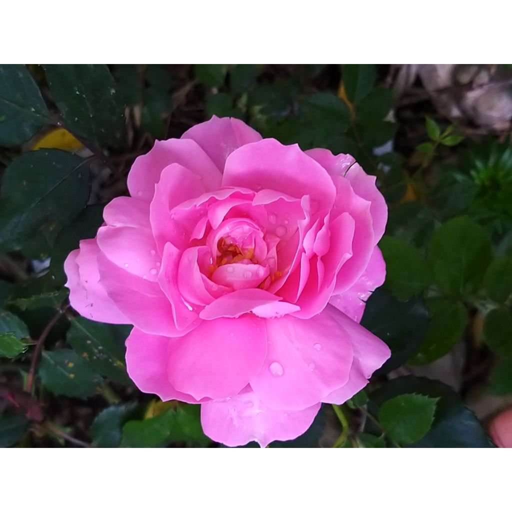 Roseira floribunda Sylvie Vartan