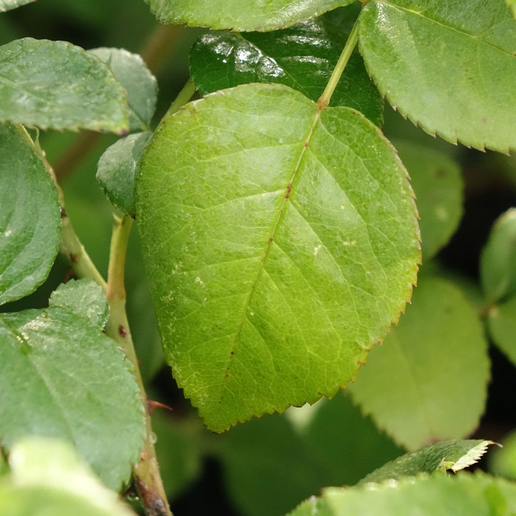 Roseira de flor grande Agatha