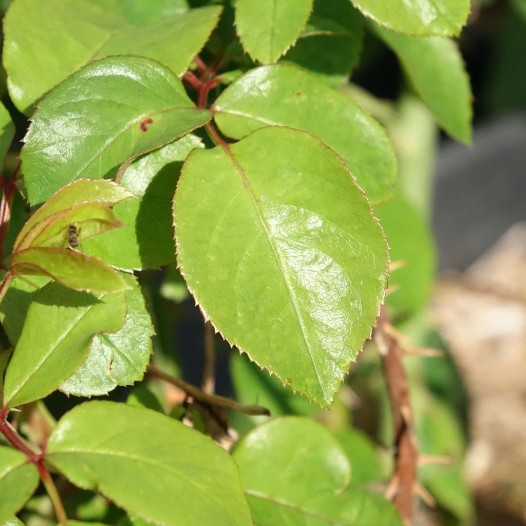 Roseira de flor grande André Le Notre