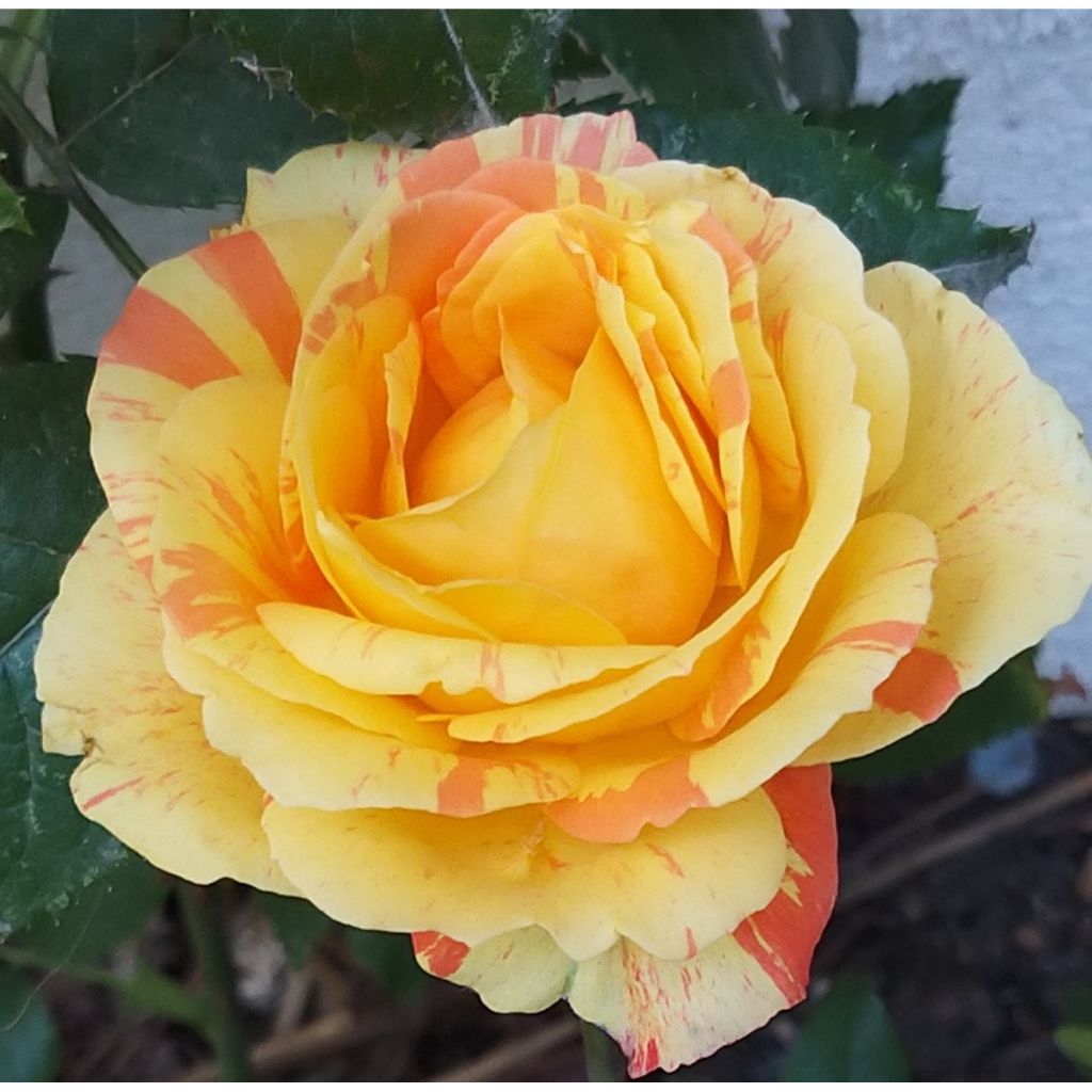 Roseira de flor grande André Willemse
