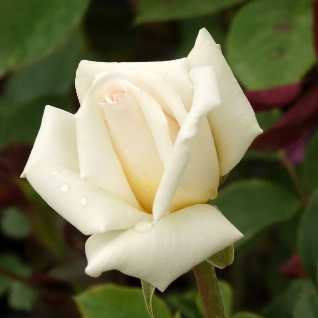 Roseira de flor grande Anggun