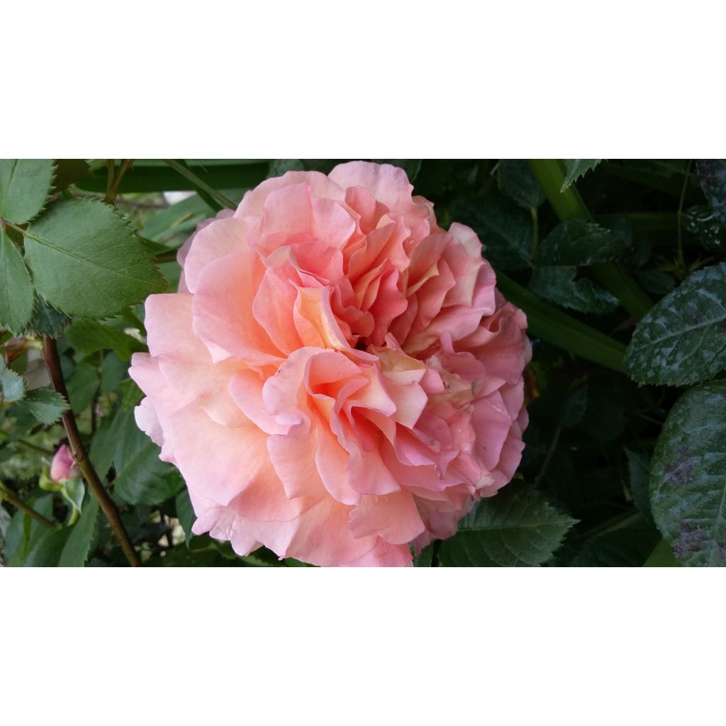Roseira de flor grande Augusta Luise