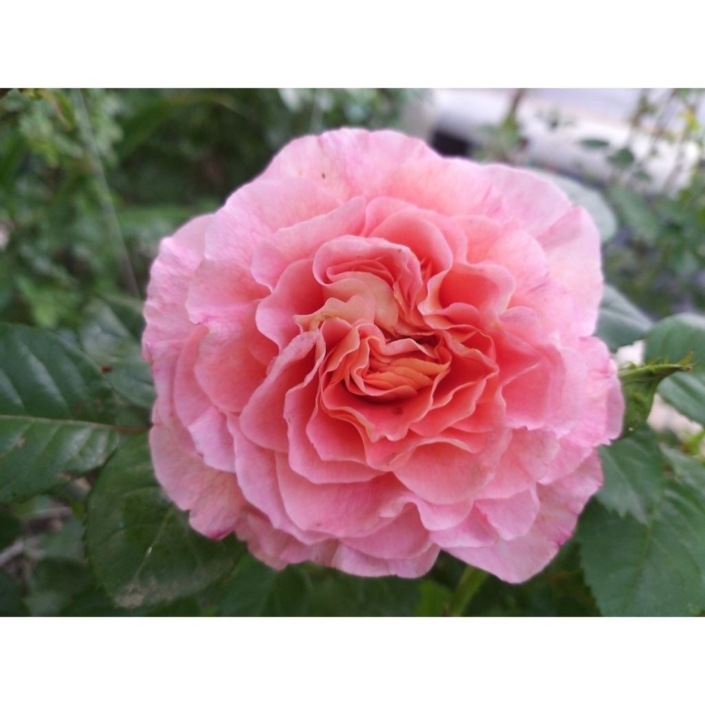 Roseira de flor grande Augusta Luise