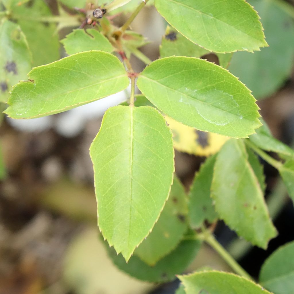 Roseira de flor grande Belle du Seigneur