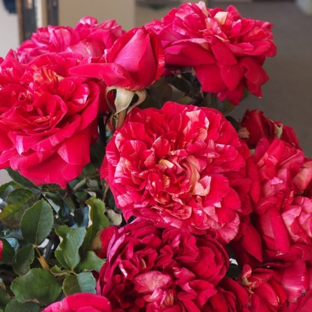 Roseira de flor grande Berthe Morisot