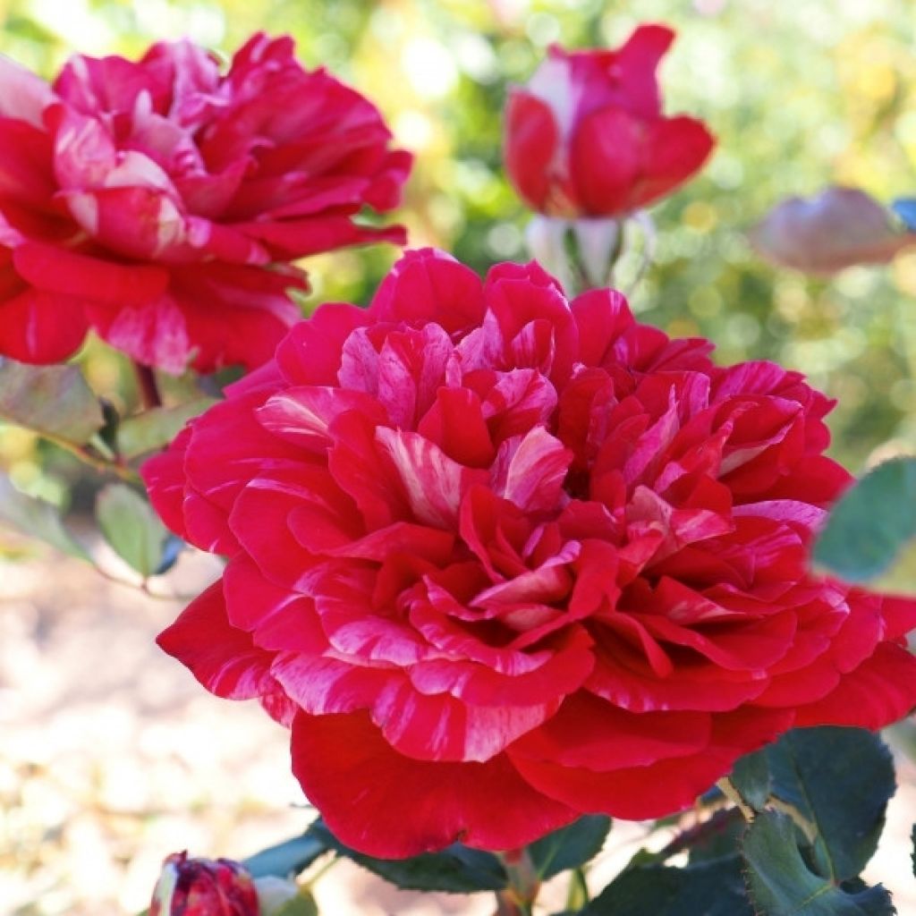 Roseira de flor grande Berthe Morisot