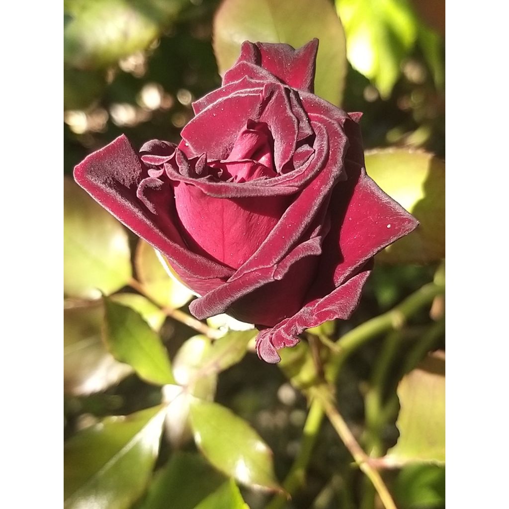 Roseira de flor grande Black Baccara
