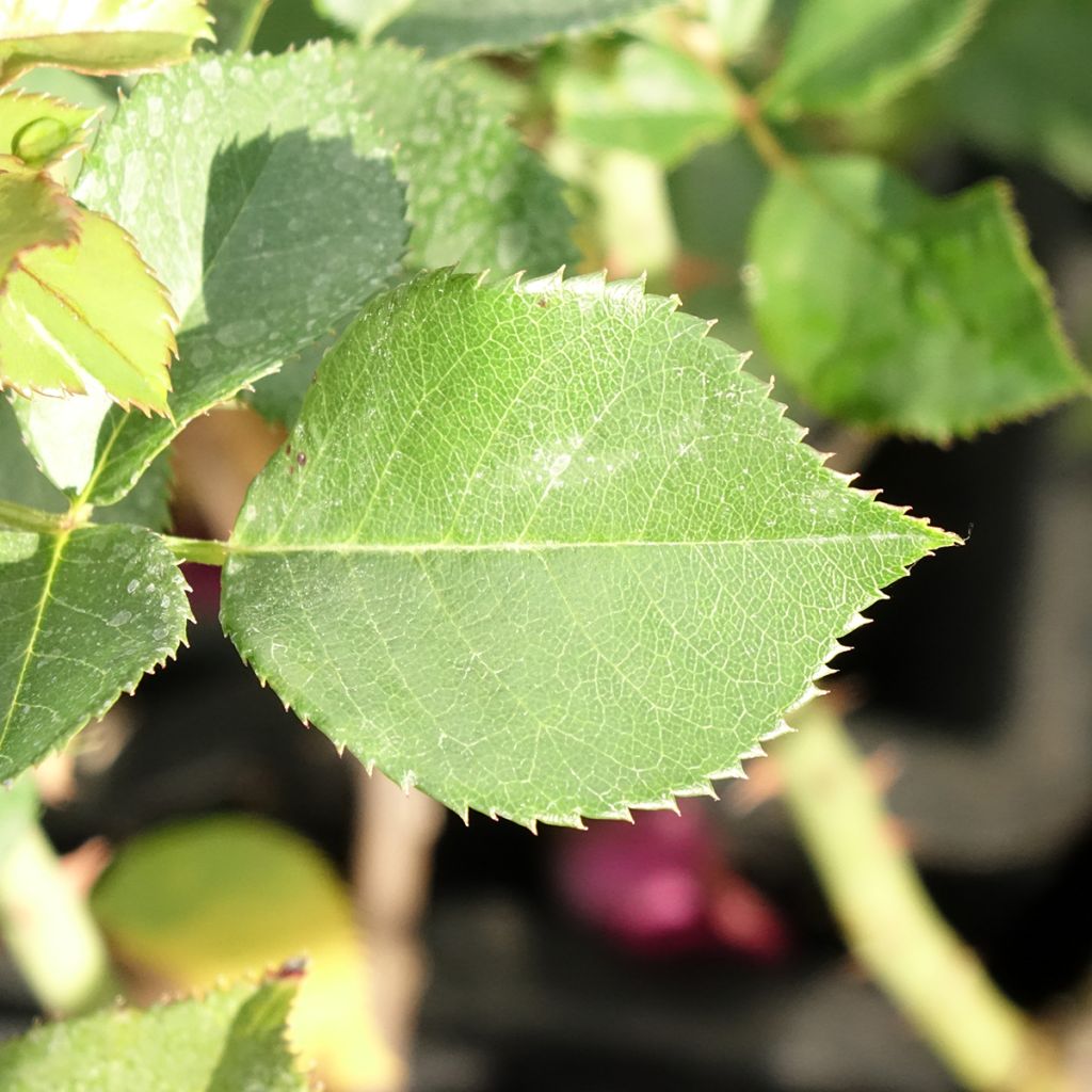 Roseira de flor grande Blue Eden