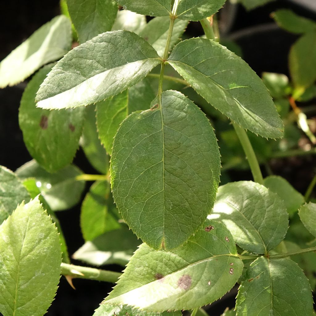 Roseira de flor grande Blue River