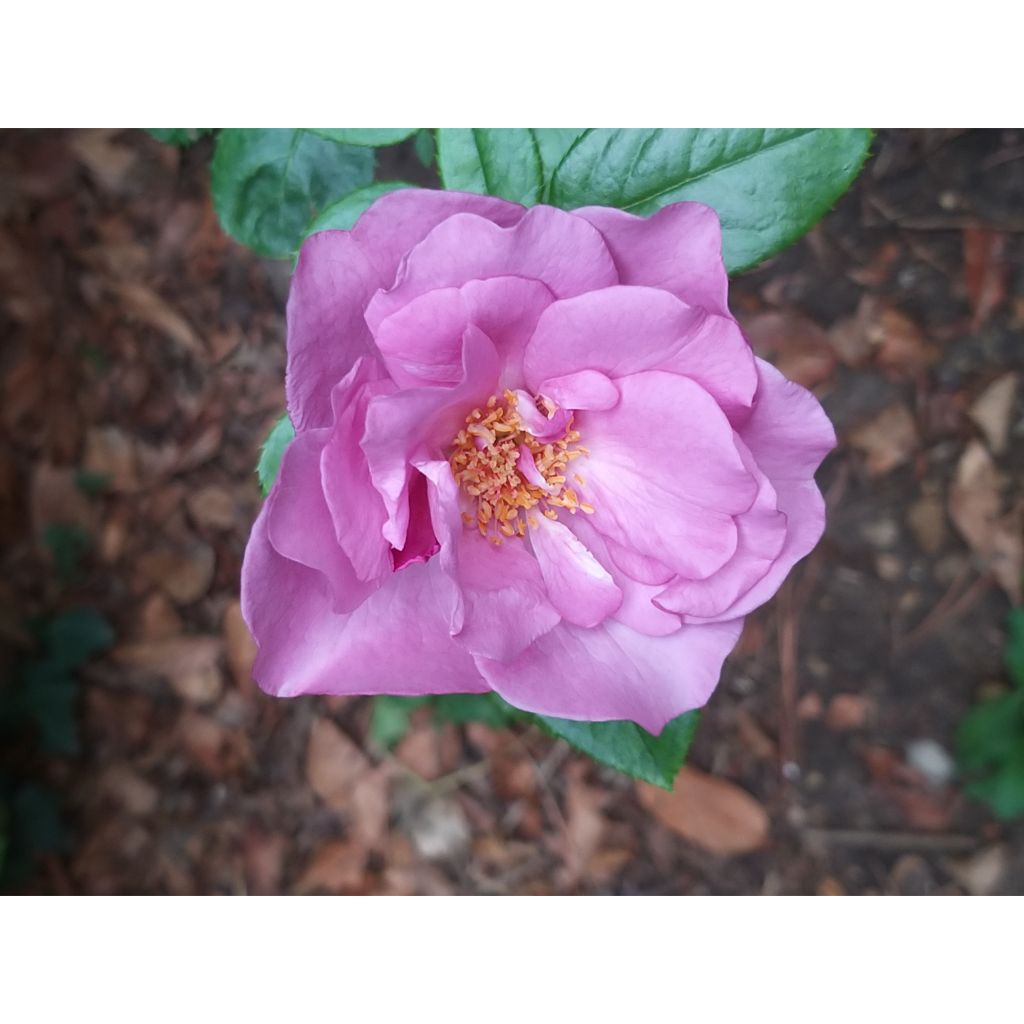 Roseira de flor grande Bossuet Aigle de Meaux