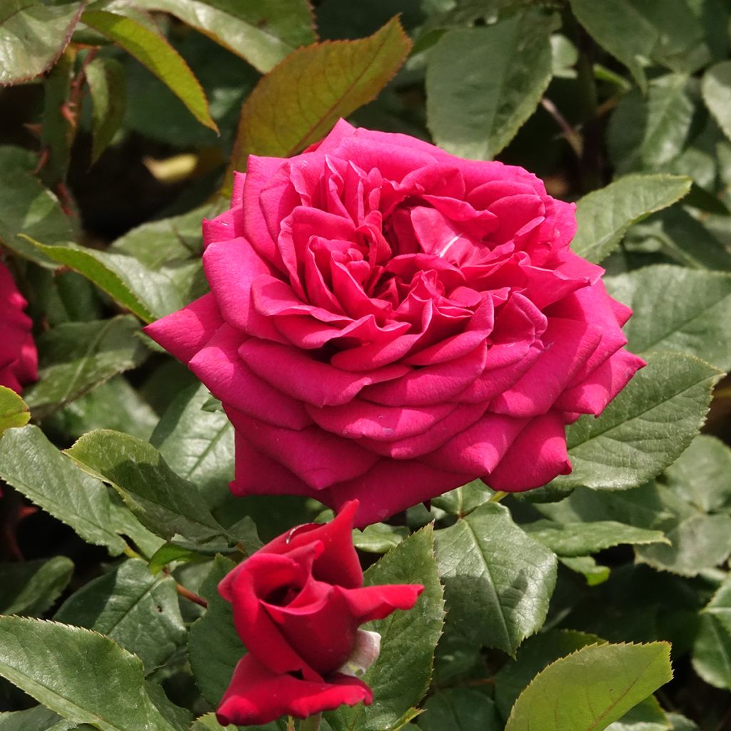 Roseira de flor grande Charlotte Rampling