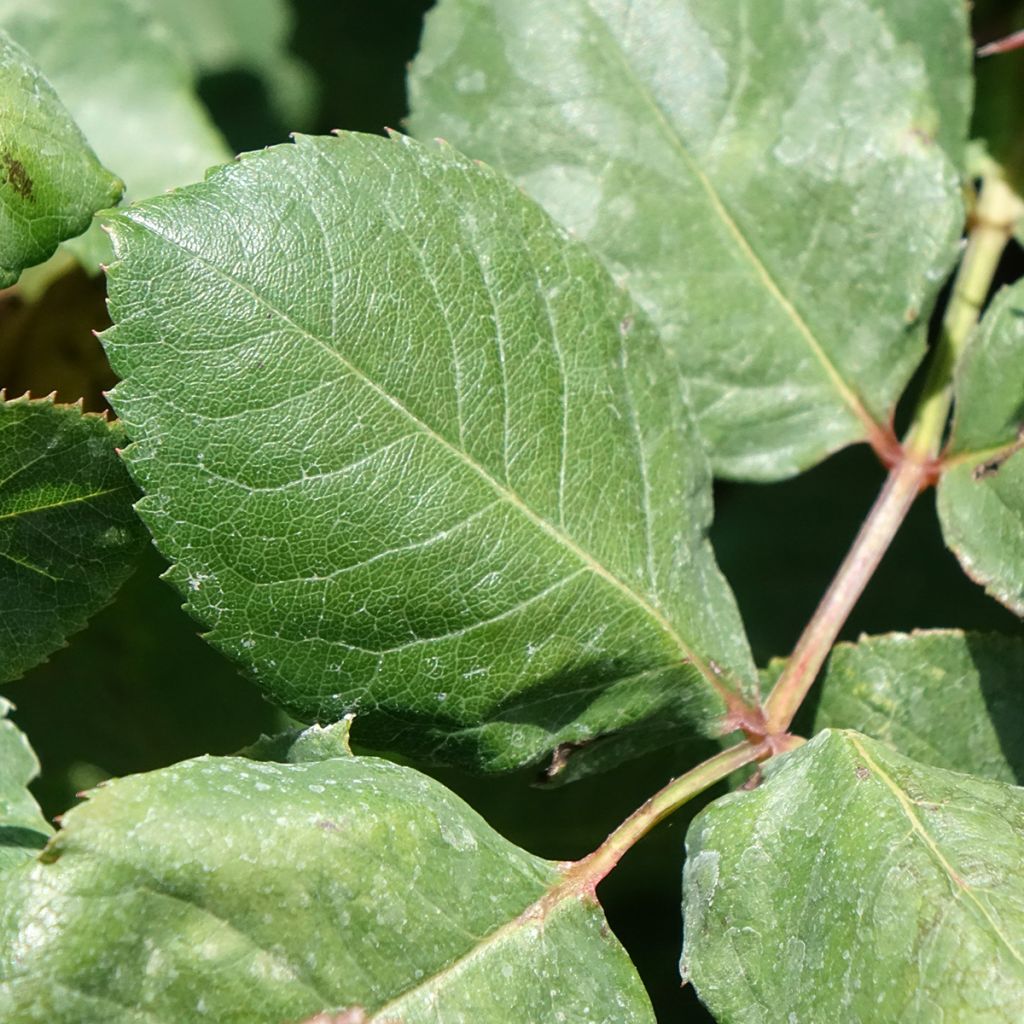 Roseira de flor grande Christophe Colomb
