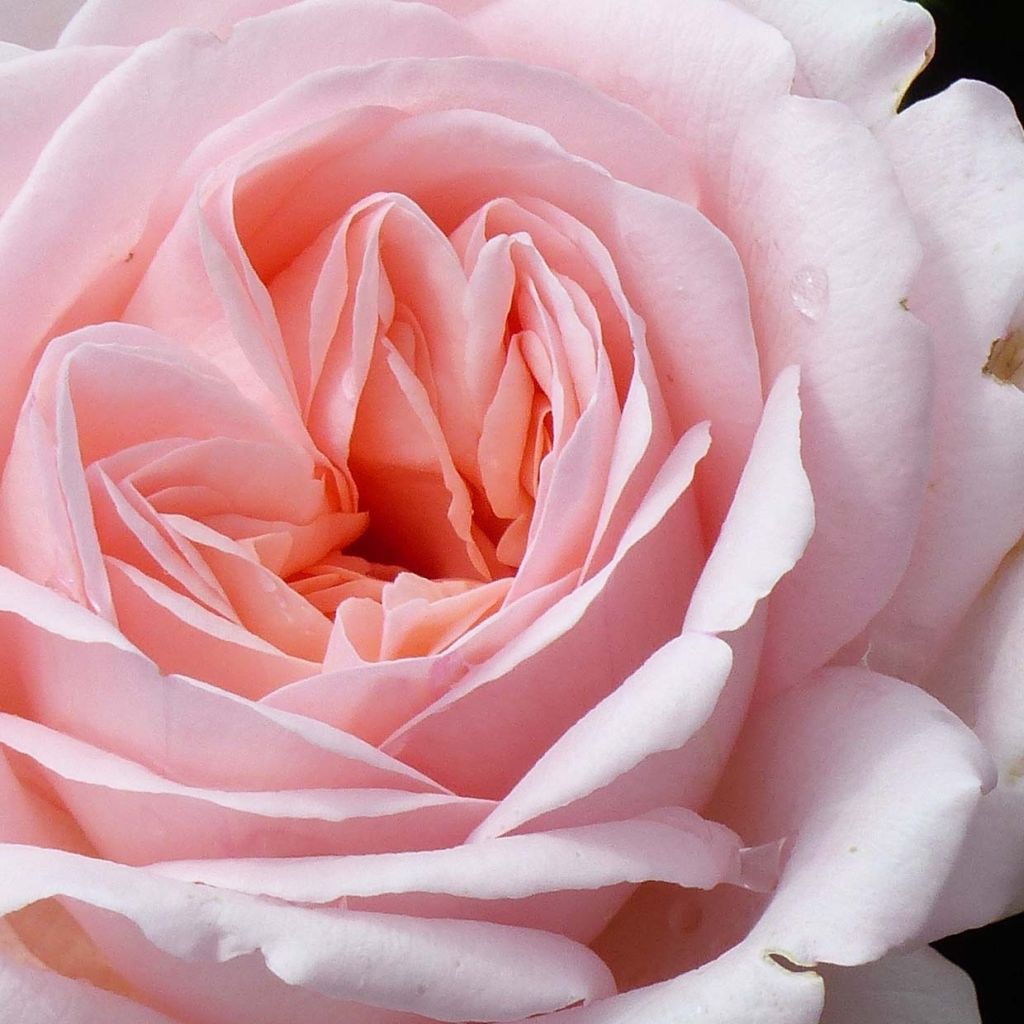 Roseira de flor grande Liliana (Clair Renaissance)