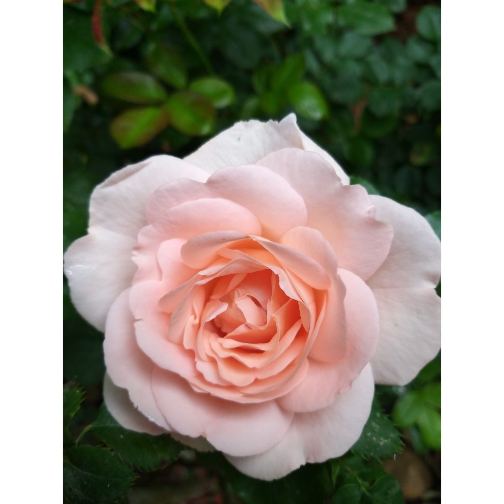 Roseira de flor grande Liliana (Clair Renaissance)