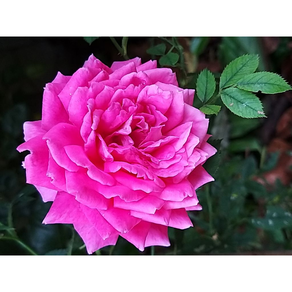 Roseira de flor grande Claire Marshall