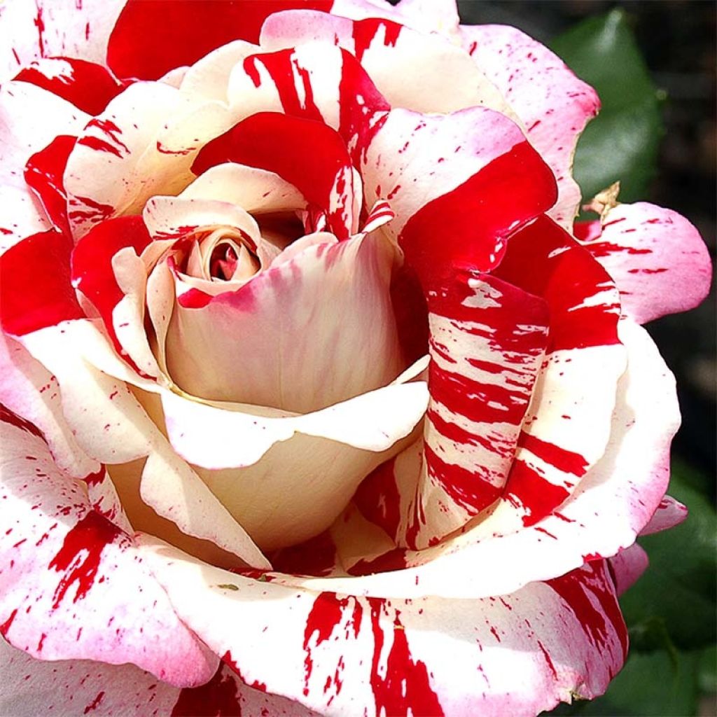 Roseira de flor grande Rock & Roll