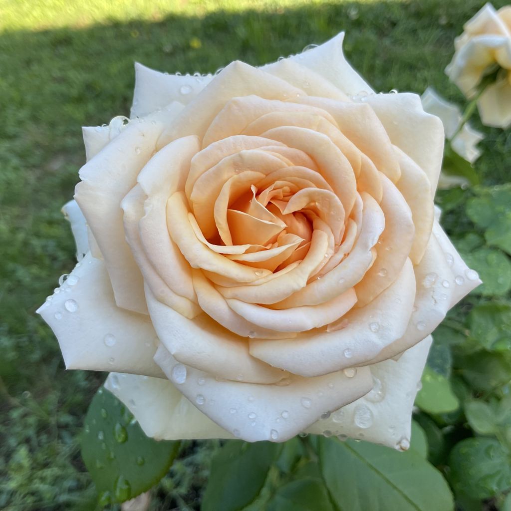 Roseira de flor grande Eleganza Courage