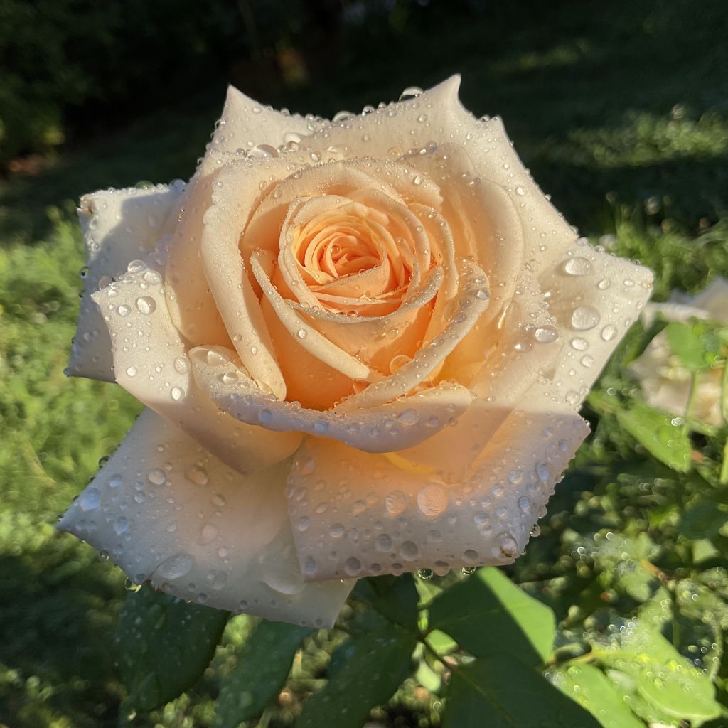 Roseira de flor grande Eleganza Courage