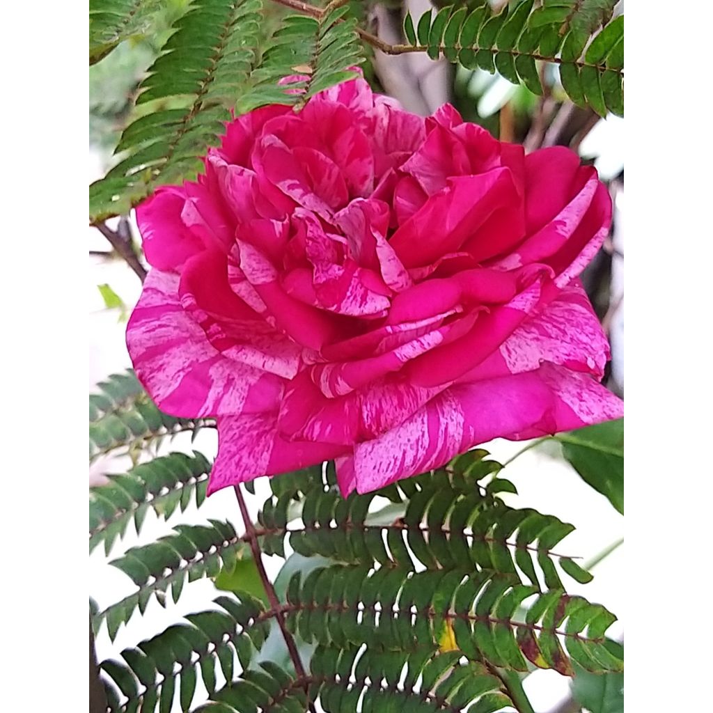 Roseira de flor grande Crazy Fashion