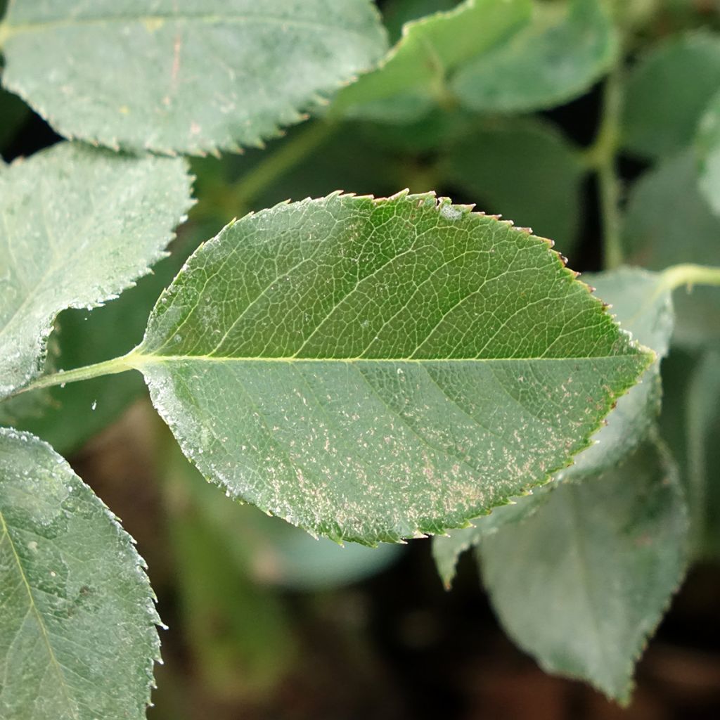 Roseira de flor grande Dame de Coeur