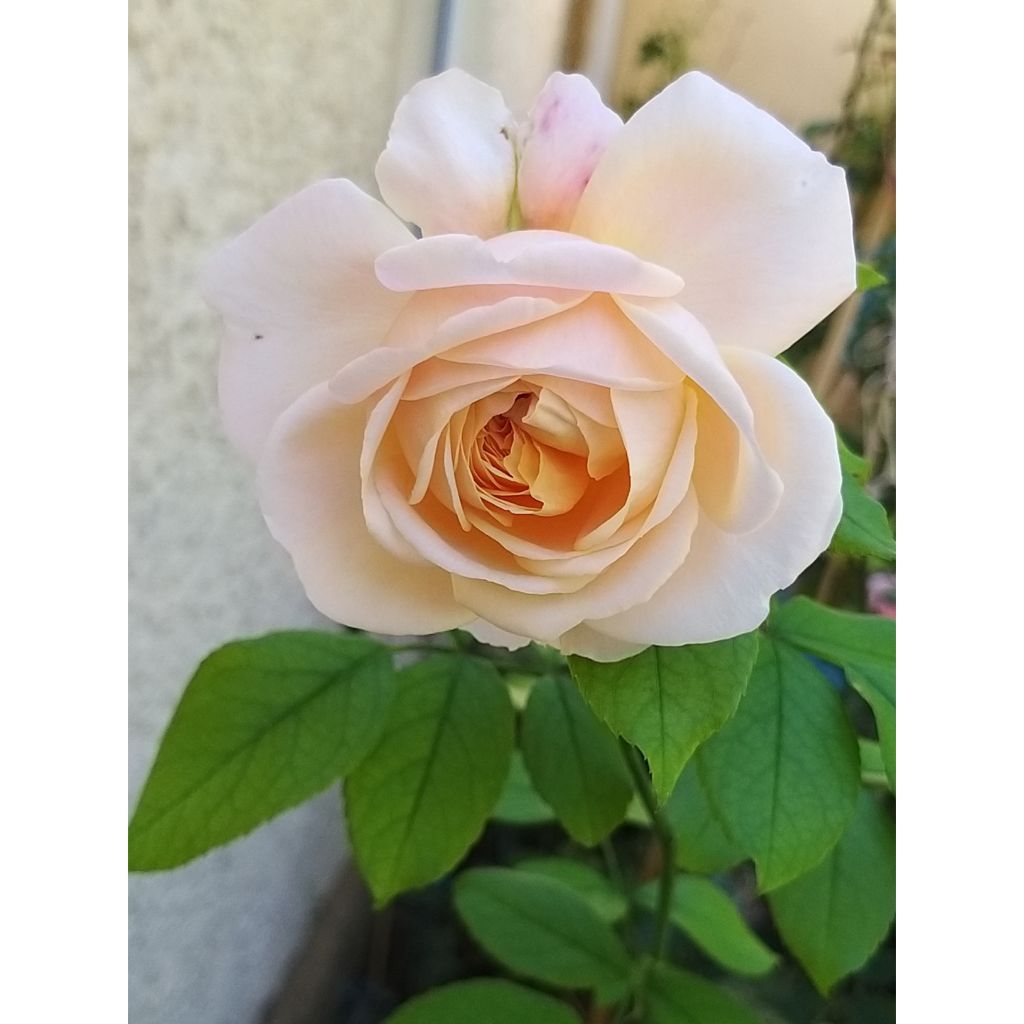 Roseira de flor grande Domaine de Chantilly