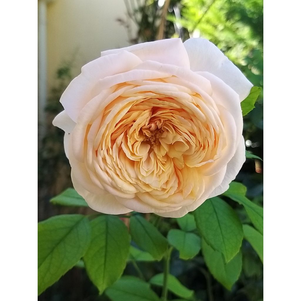 Roseira de flor grande Domaine de Chantilly