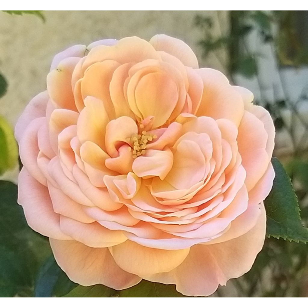 Roseira de flor grande Domaine de Chantilly