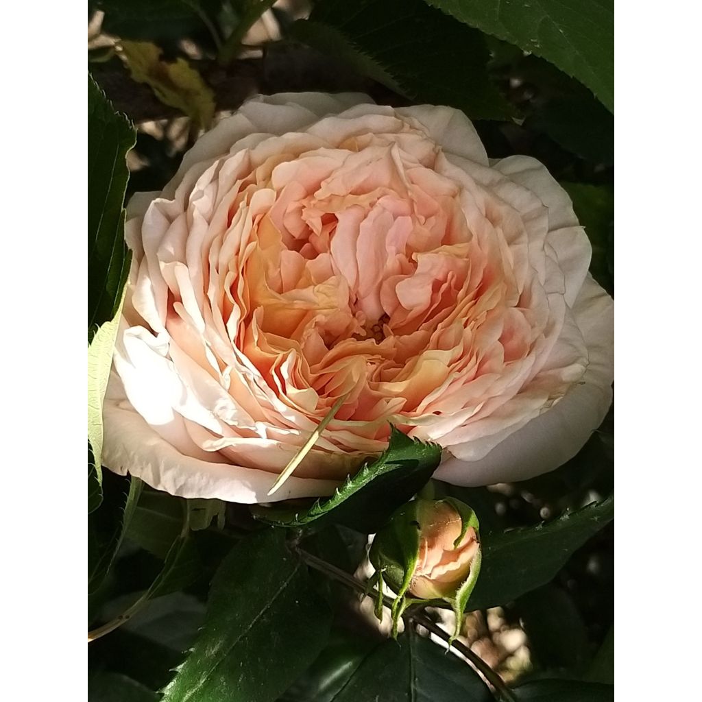 Roseira de flor grande Domaine de Chantilly