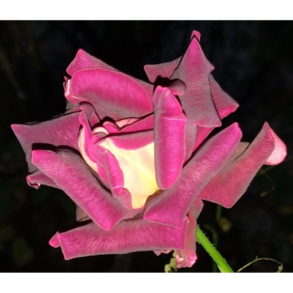 Roseira de flor grande Black Gold (Garden Director Bartje Miller)