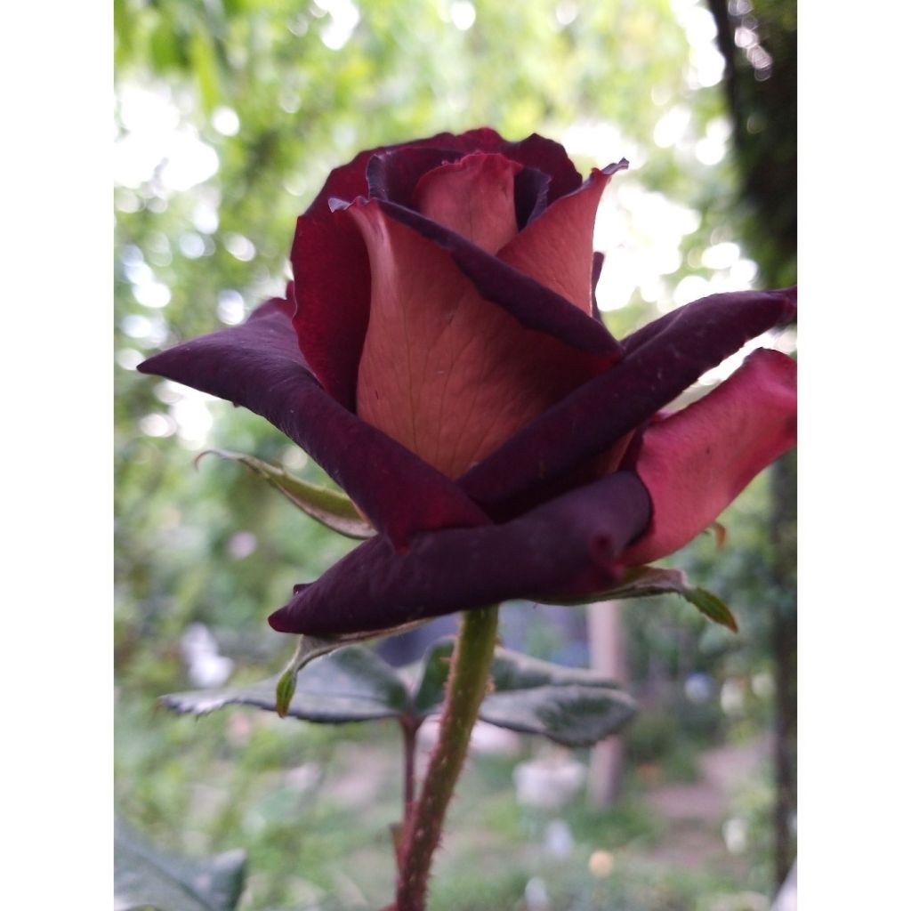 Roseira de flor grande Black Gold (Garden Director Bartje Miller)