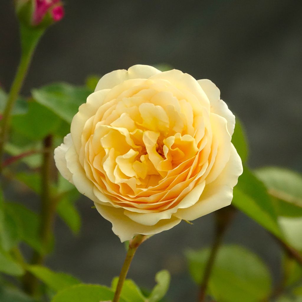 Roseira de flor grande Fragrant Old Yellow