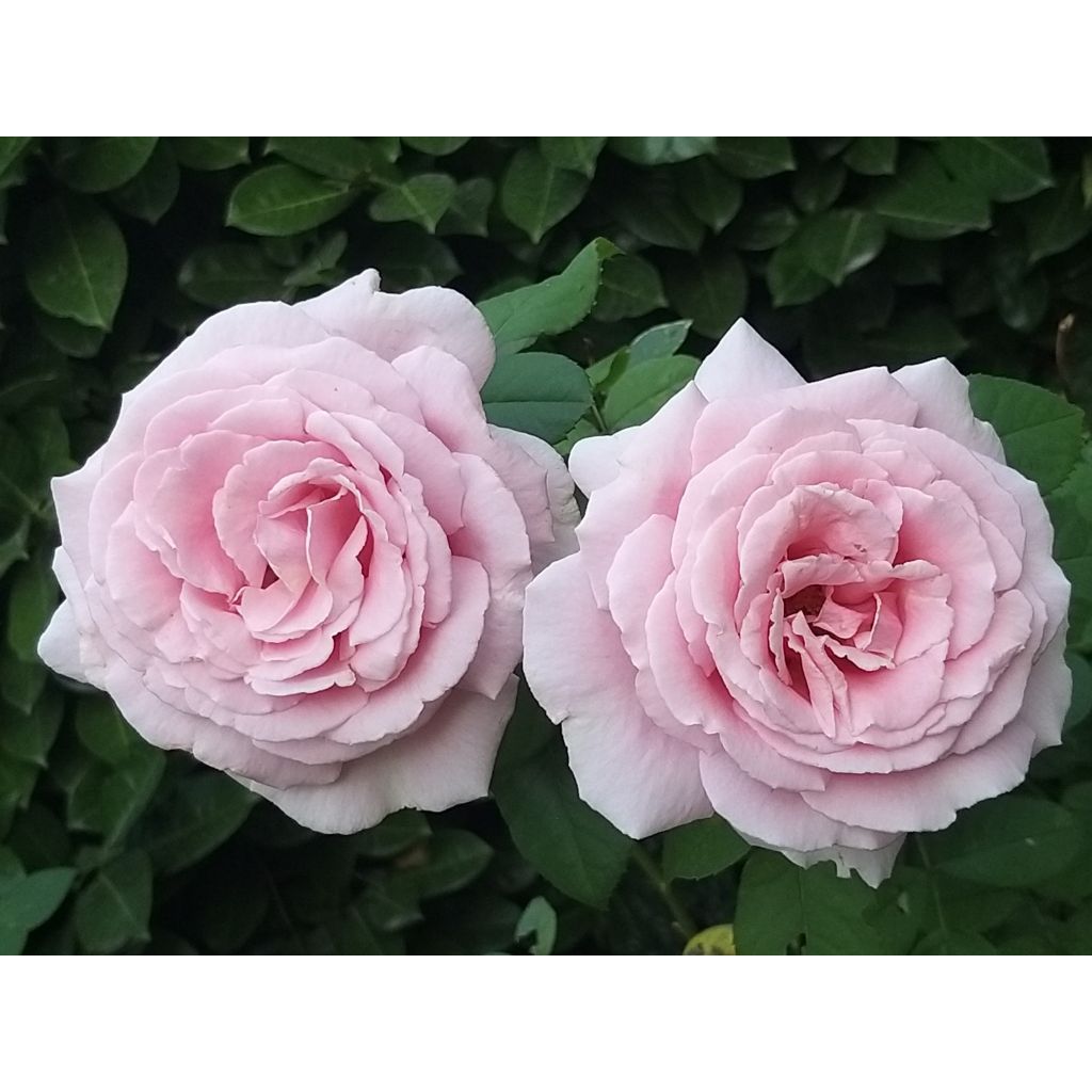 Roseira de flor grande Frédéric Mistral