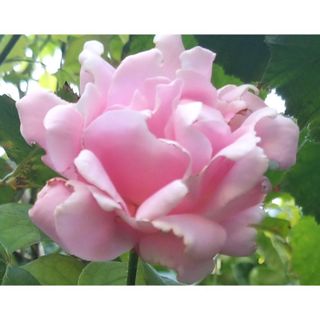 Roseira de flor grande Frédéric Mistral