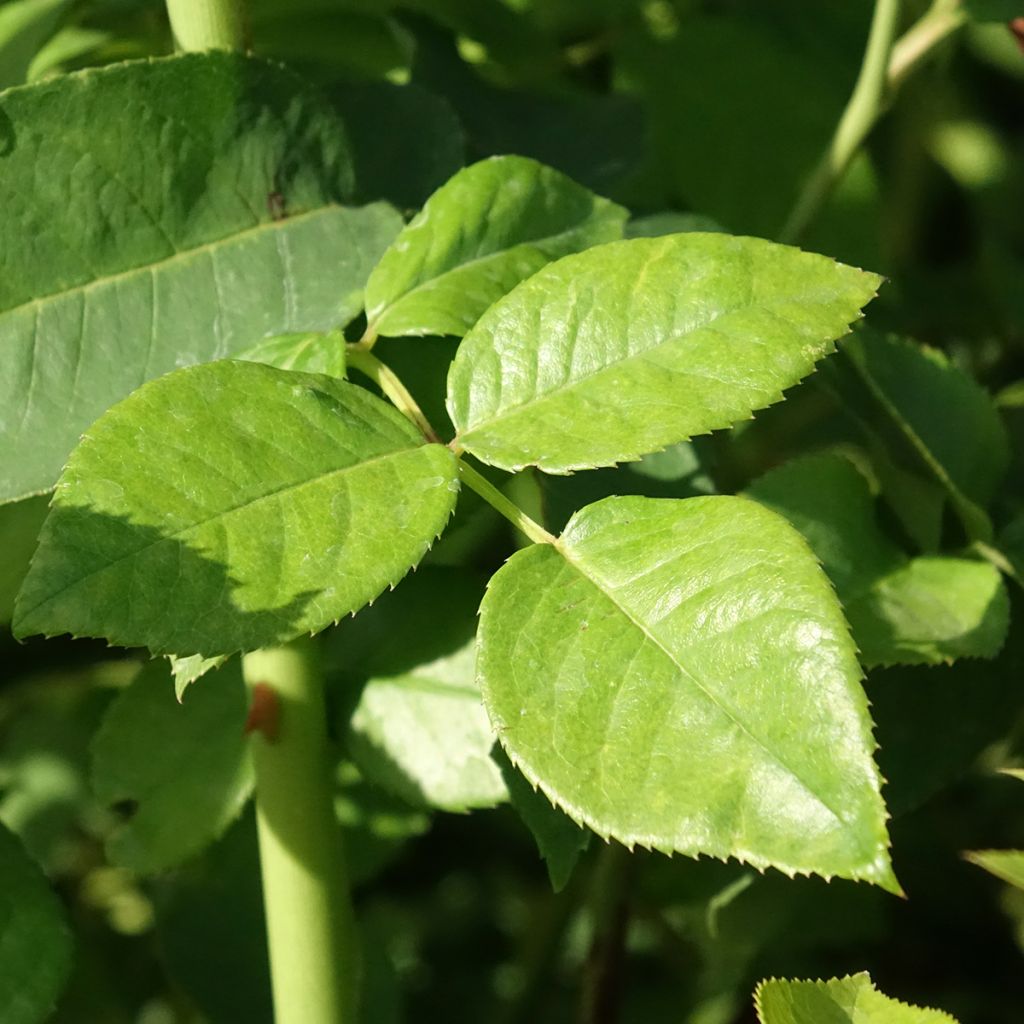 Roseira de flor grande Goldfinger